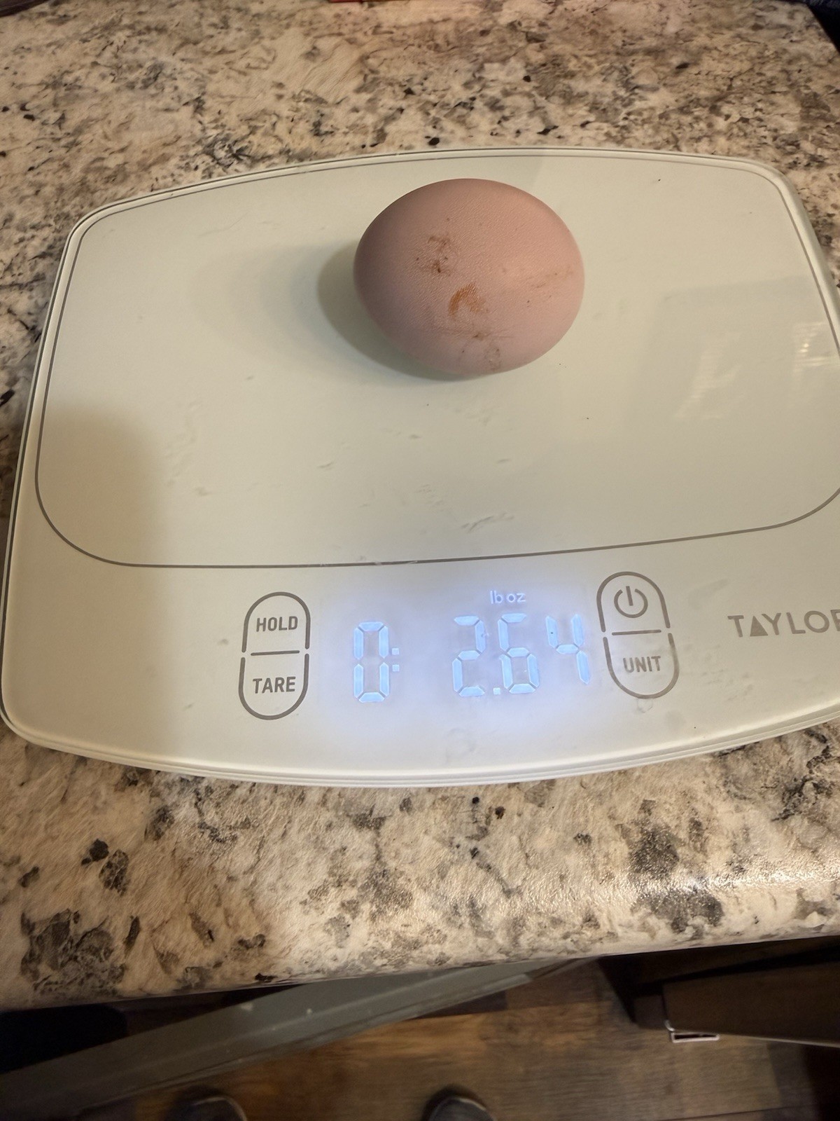 12 Fresh chicken Hatching Eggs- JUMBO and XL ONLY