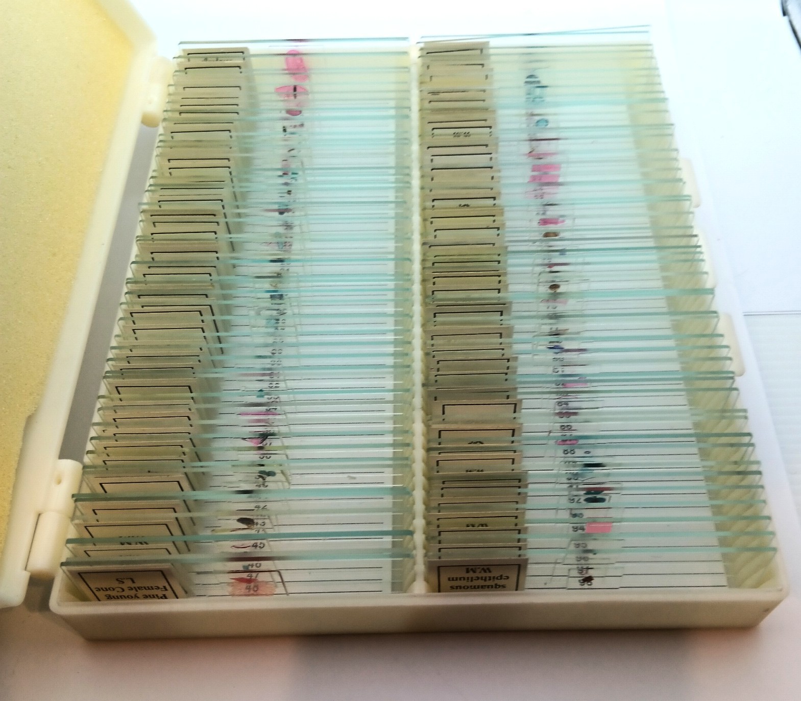 Histological Microscope Slide Preparations (100) - Zoological and Botanical