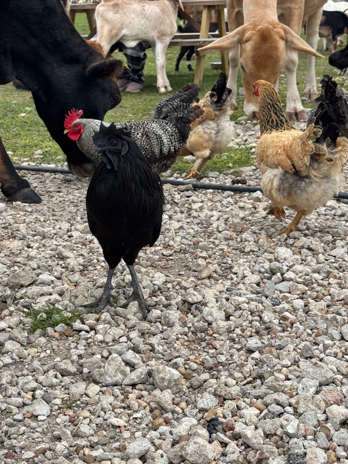 24 Rare Breed Mix Chicken Eggs