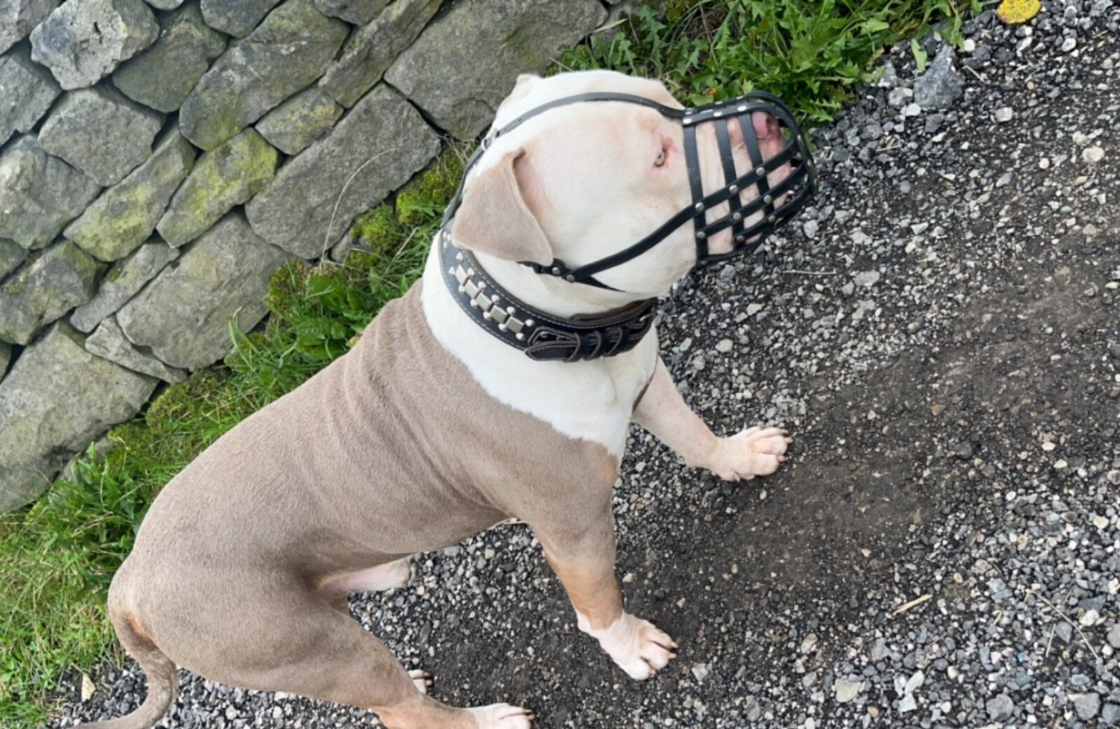 Leather Dog Muzzle for American Bully , Bully XL and other similar snouts