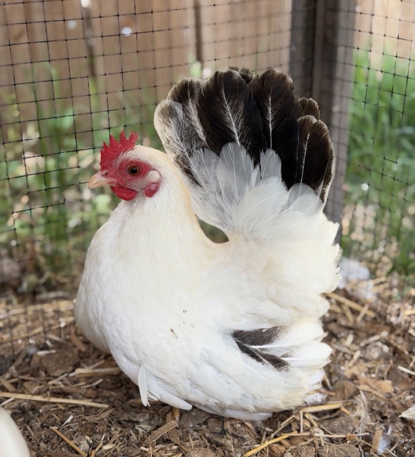 Hens choice- assorted bantam hatching eggs