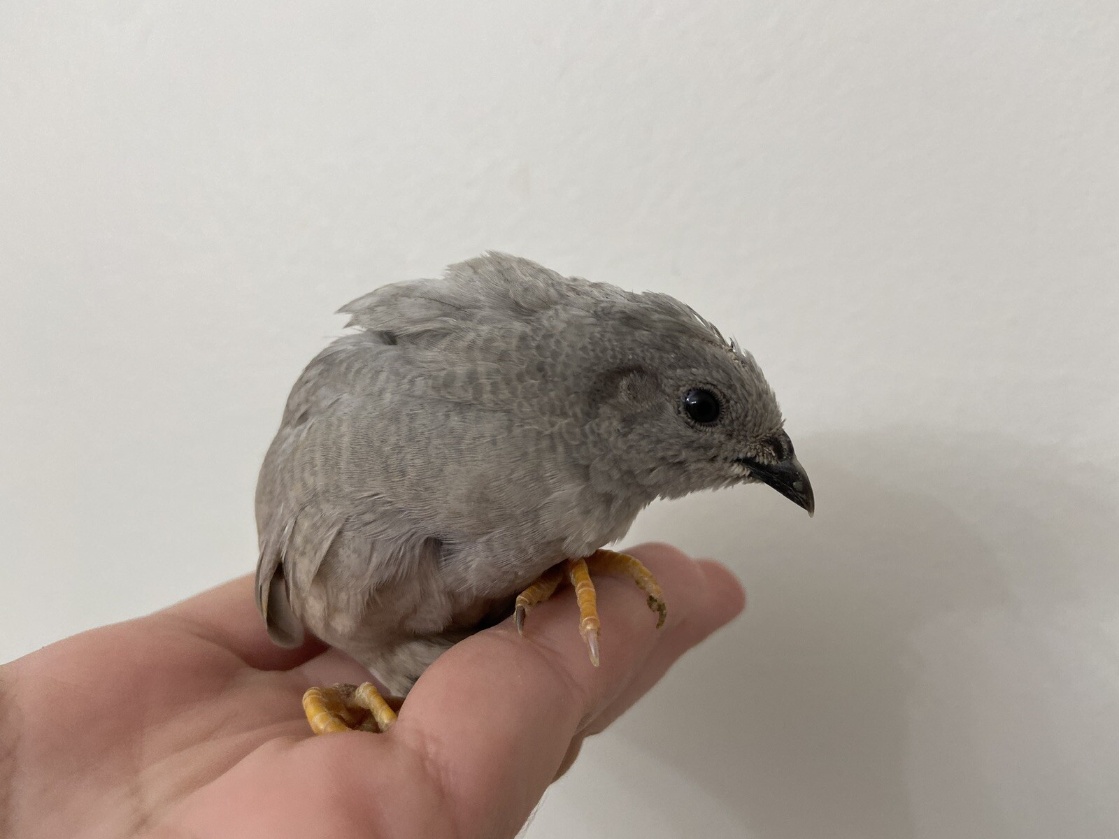 30 Beautiful Fertile Button Quail Hatching Eggs - Variety Of Color Mix