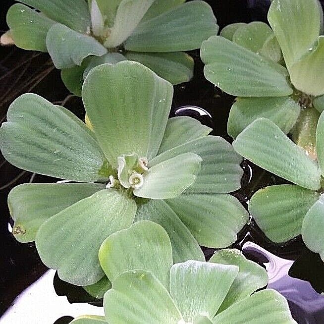 Water Lettuce Bulb Live Aquarium Pond/Aquarium Plants