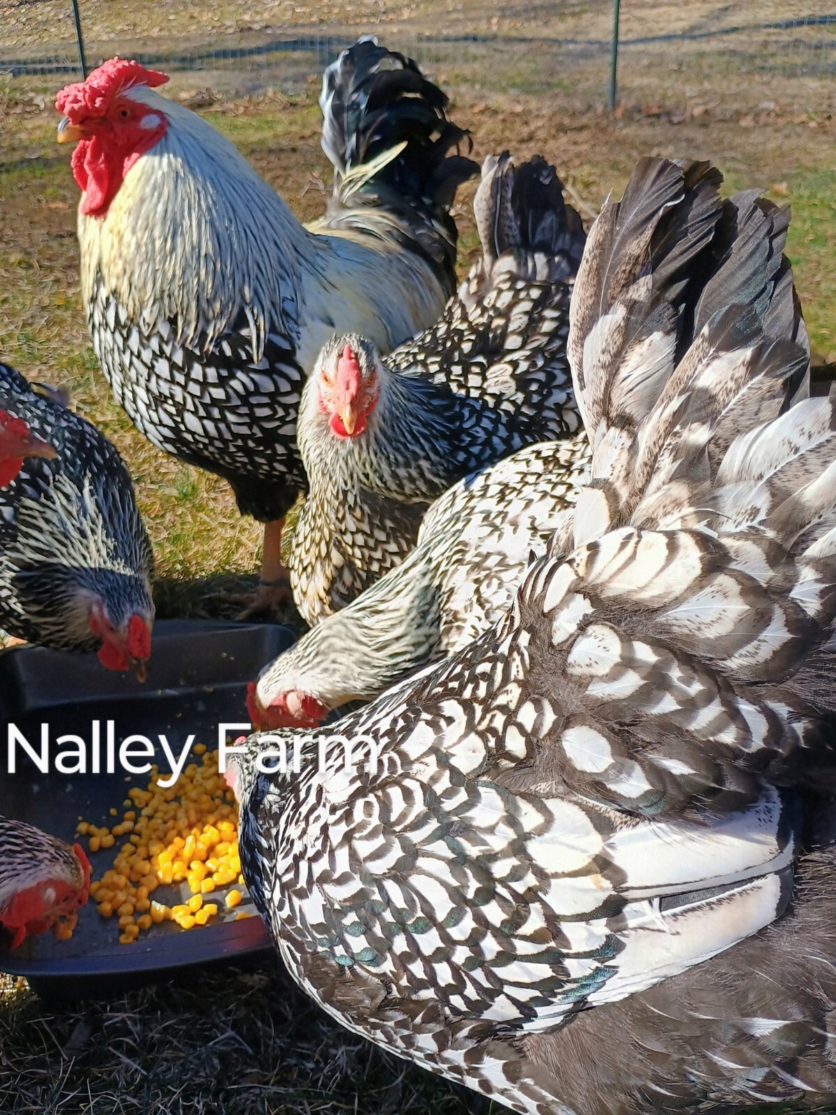 Silver Laced Wyandotte (12) 🐣 fertilized hatching eggs.Please read description.