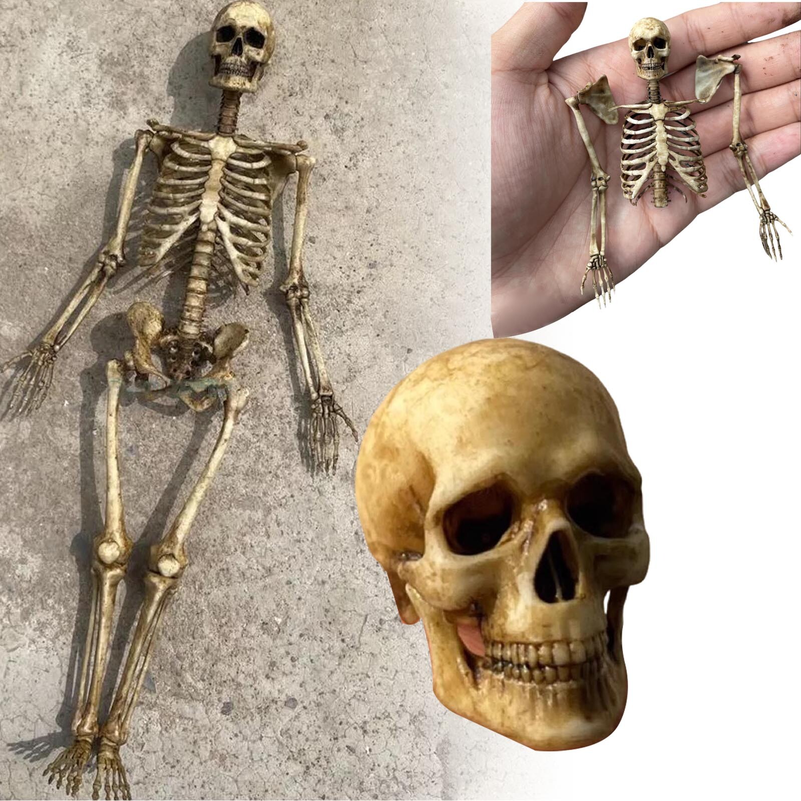 Human Beings Skeleton 1/12 Scale PVC Model for 12" Action Figure Accessory Toys