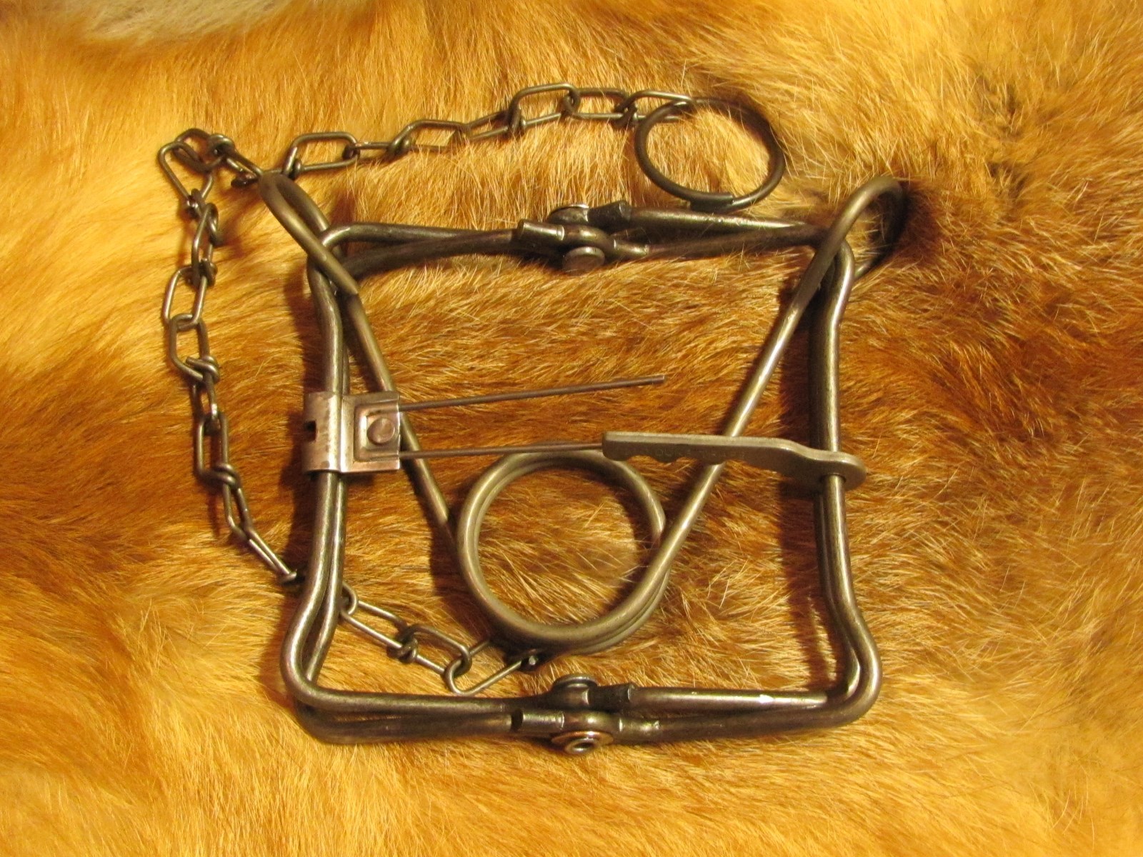 1 New Duke 110 body grip traps/muskrat/rabbit/mink trapping new sale