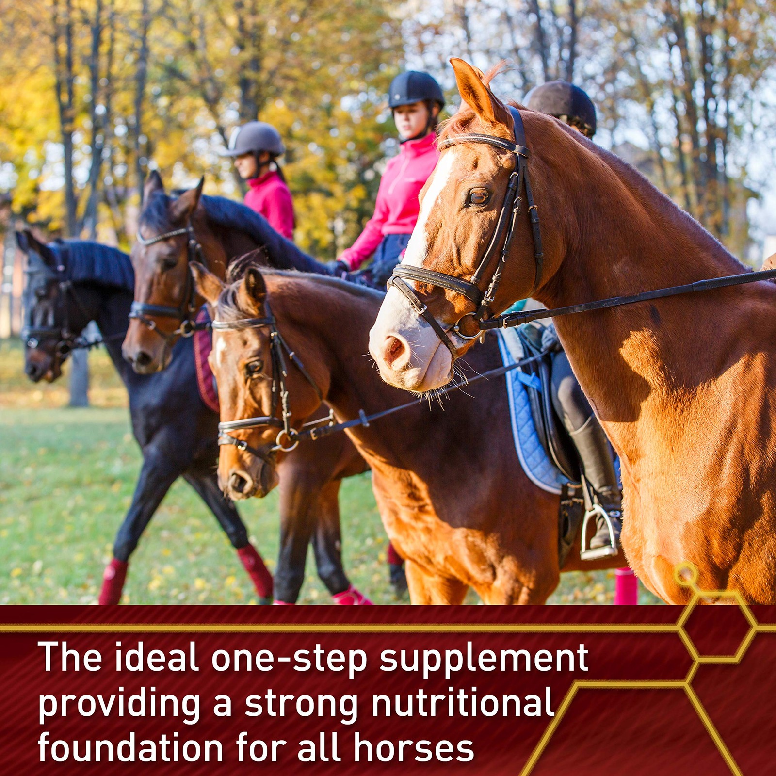 Accel Health and Wellness Horse Supplement 15lb 240 Day Supply Multicolored