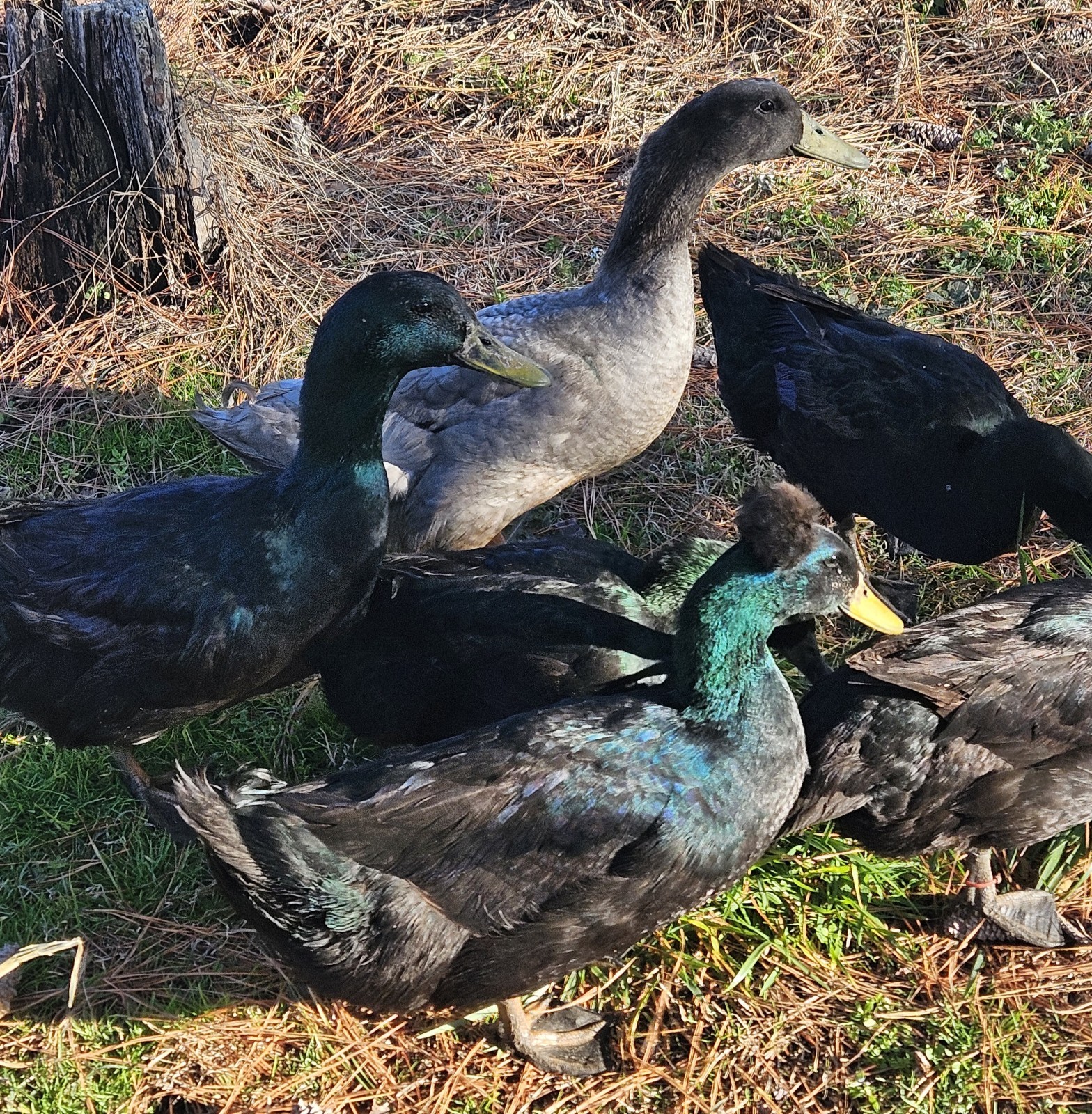6+ Cayuga Duck Hatching Eggs – NPIP – Fertile Eggs