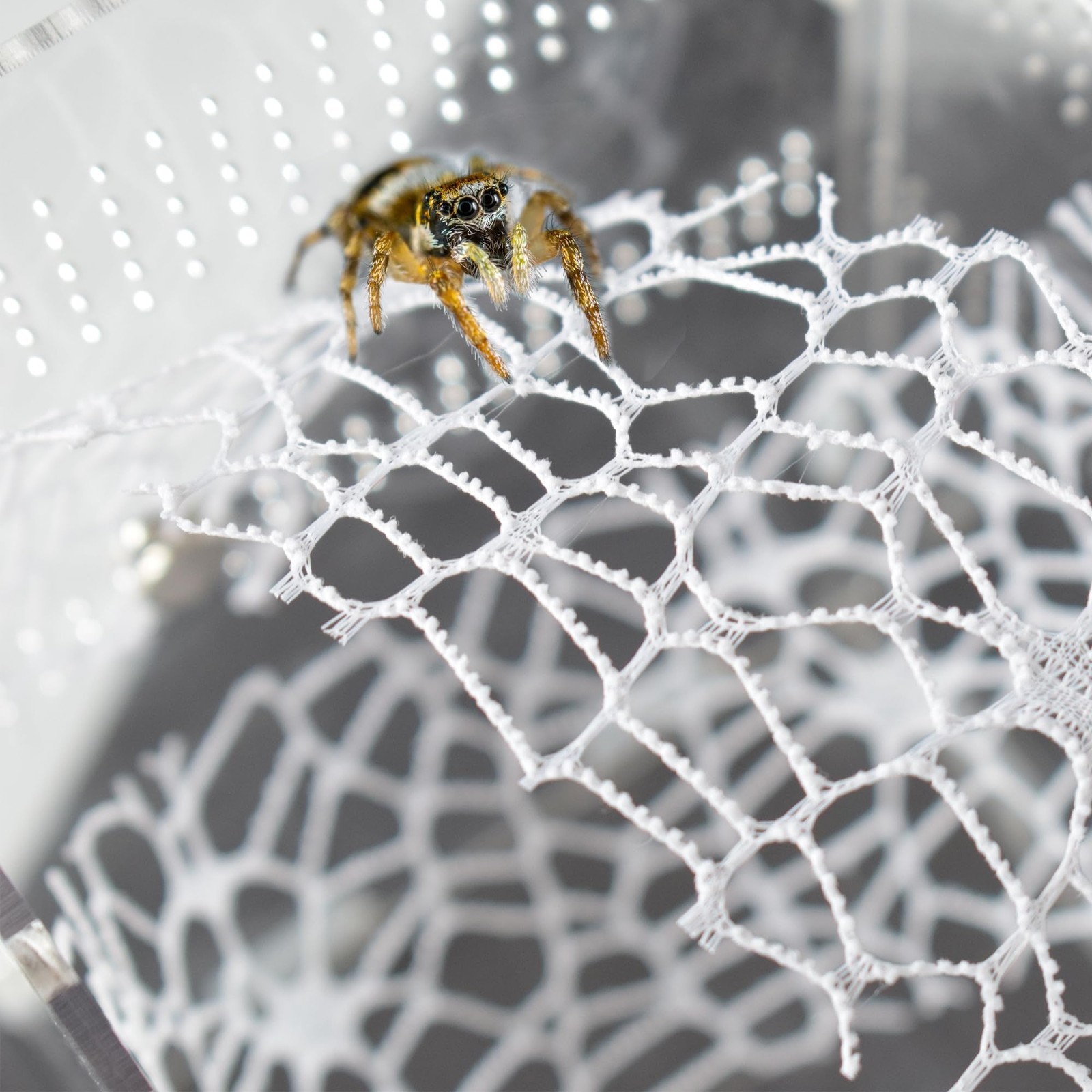 Jumping Spider Enclosure Accessories 4 PCS Jumping Spider Netting with Magnet...