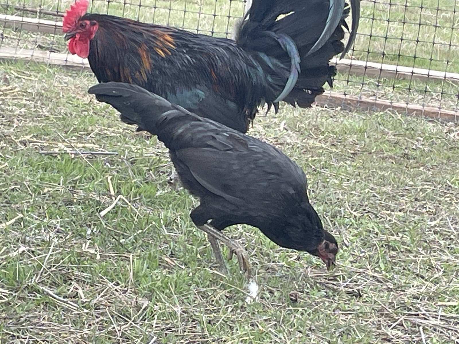 6+ Chicken Hatching Eggs
