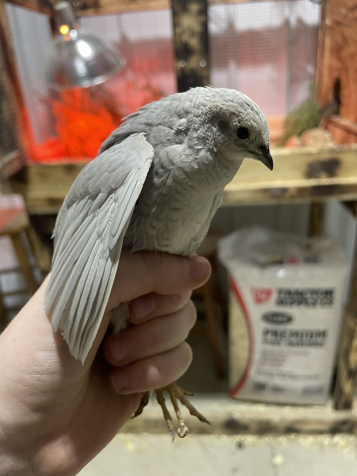 12 Fertile Button Quail Hatching Eggs