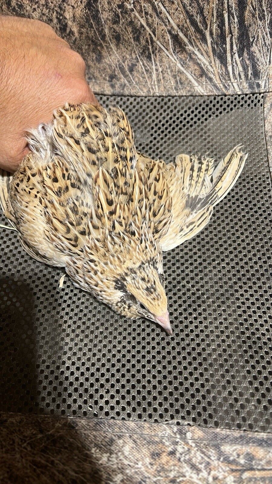 Italians Jumbo Quails 10+ Fertile Hatching Eggs Quail