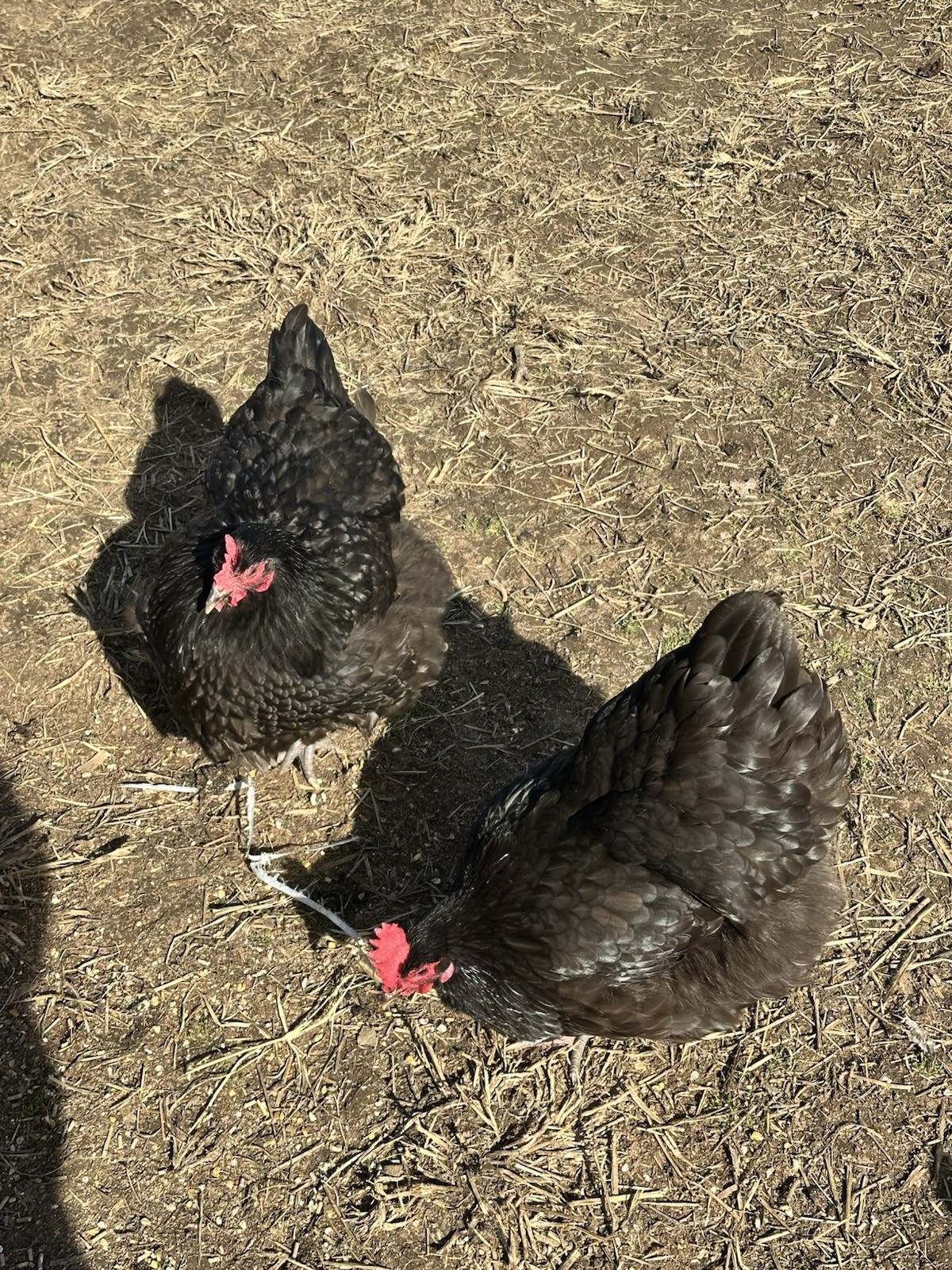 English Chocolate Orpington Hatching Eggs 12+