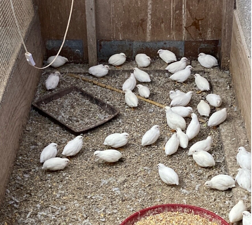 SPRING SPECIAL LOW PRICE 20 BUTTON QUAIL EGGS ships USPS GROUND PLEASE READ ALL