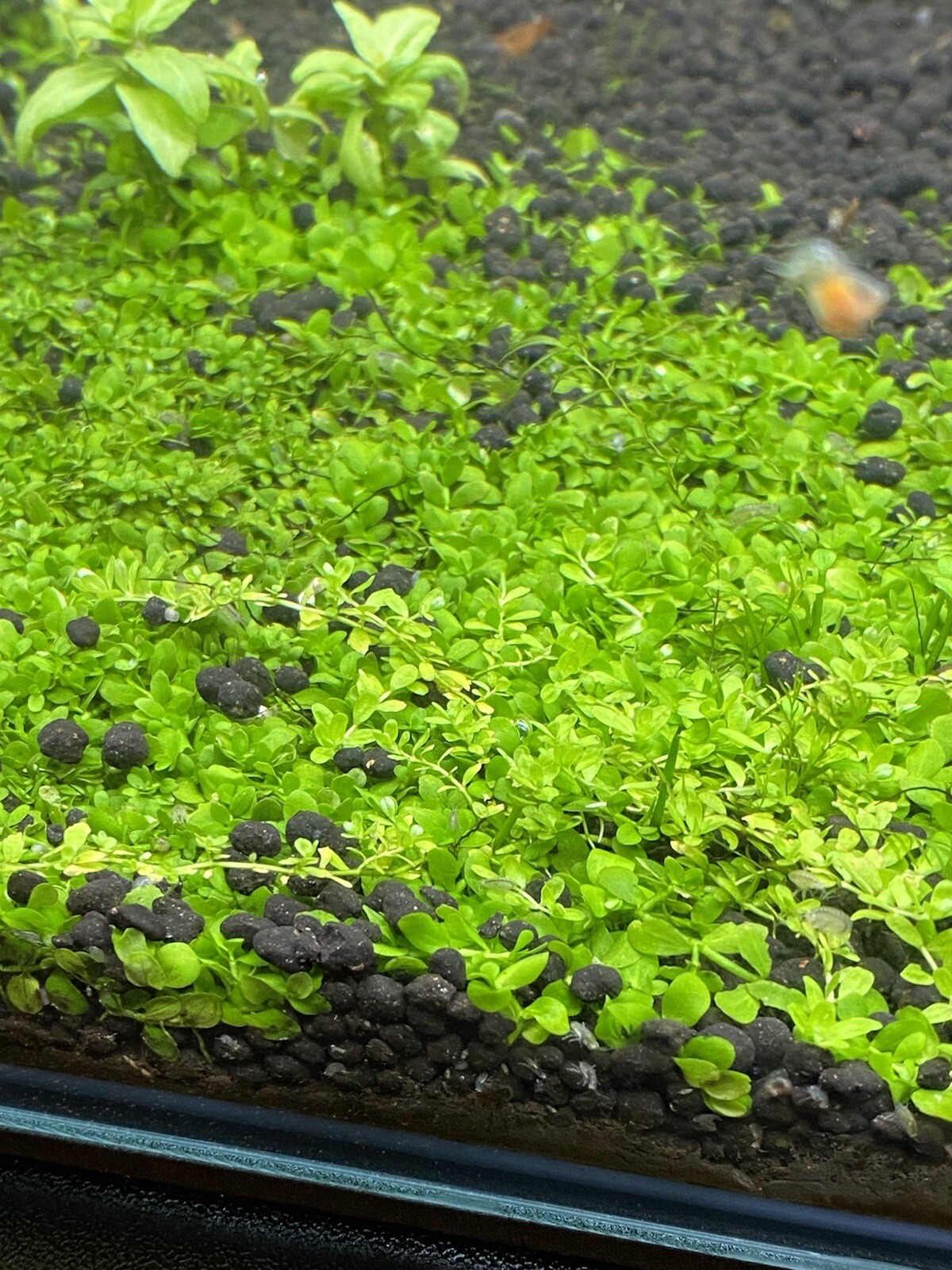 2 Bunches Monte Carlo Micranthemum carpet Low Tech aquarium (+Mystery Plant)