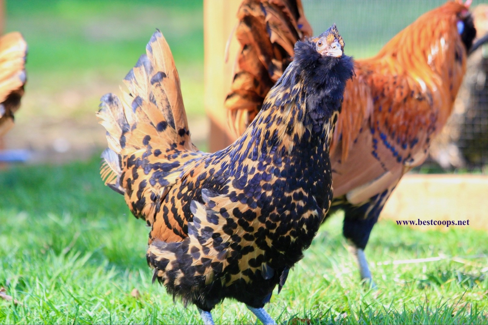 6+ Gold Owlbeard Fertile Chicken Hatching Eggs