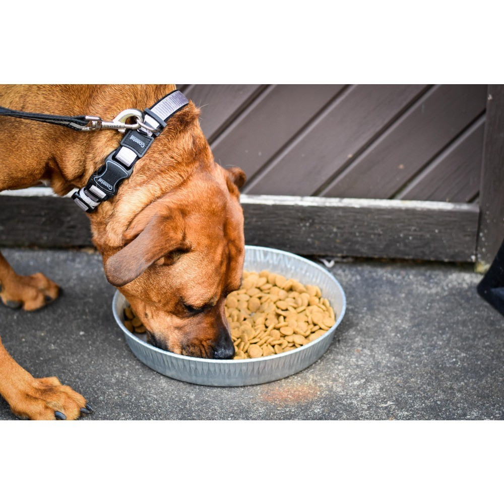 (2 pack) Bergan Galvanized Dog Pan