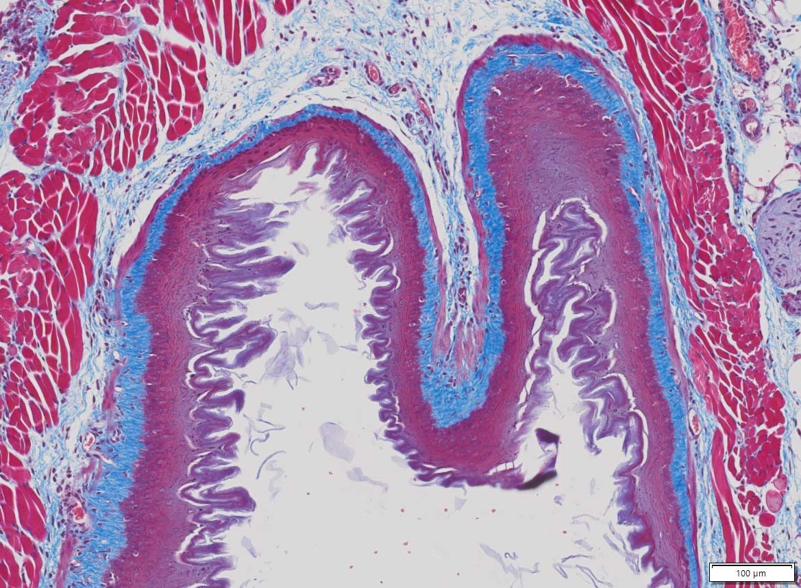 VitroView™ Masson’s Trichrome Stain Kit (Cat# VB-3016)
