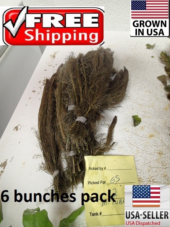 6 bunches myrio tuber red plants Easy Aquarium aquascaping planted tank