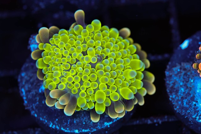 Bounce Yuma Mushroom WYSIWYG - SAQ Coral Farm