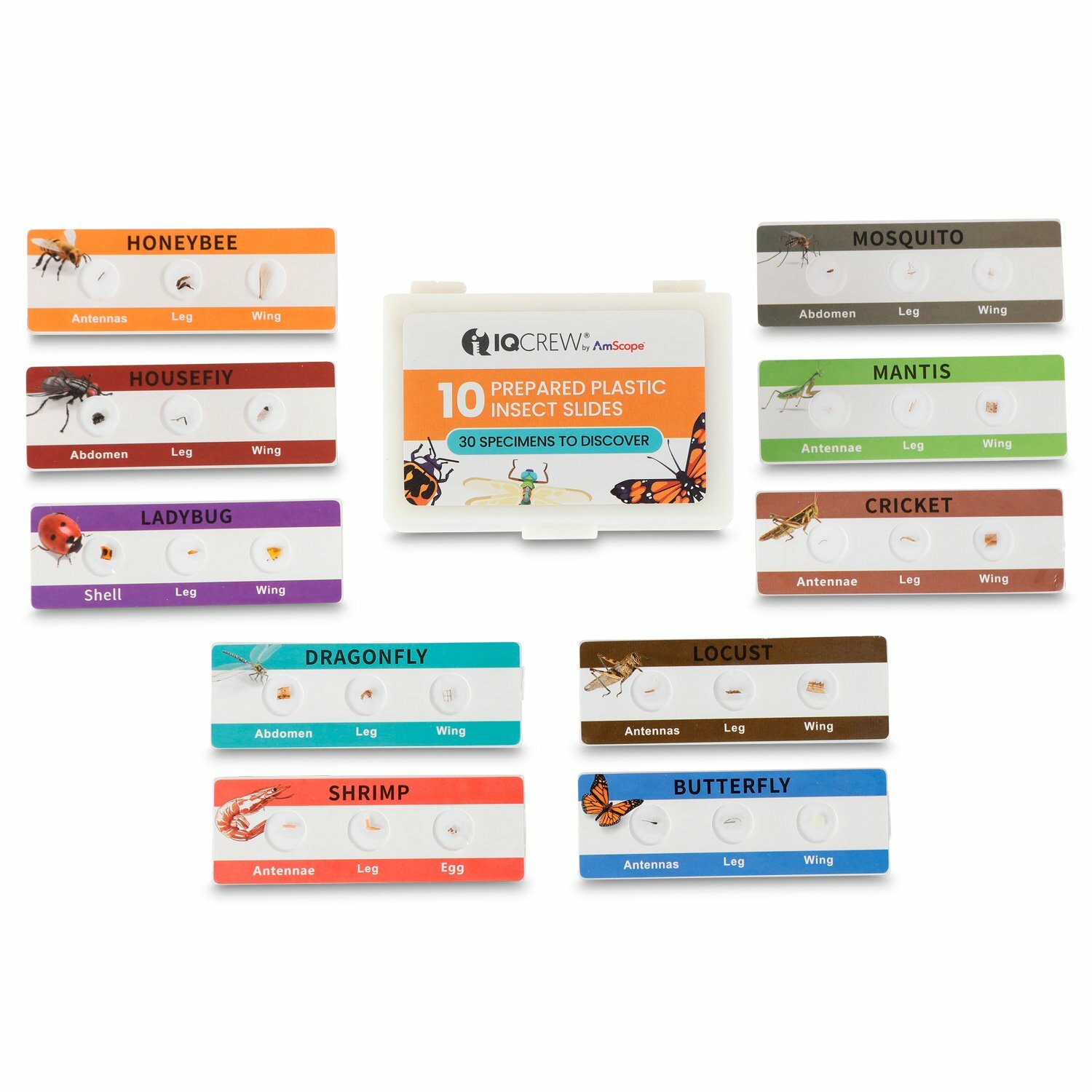 Colorful 10 Plastic Sets Prepared Microscope Slides - 30 Unique Insect Specimens