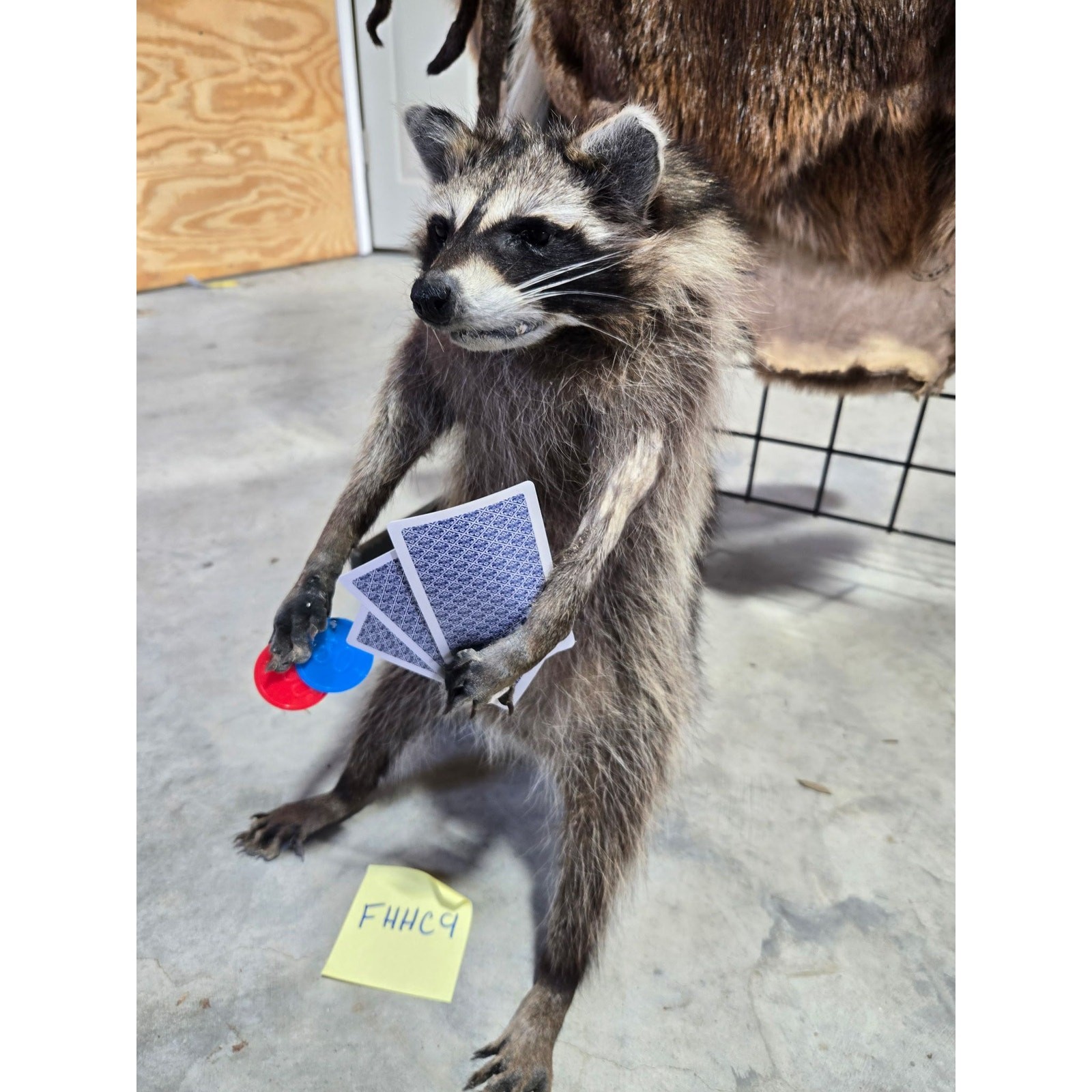 FHHC9 - Raccoon Taxidermy Mount