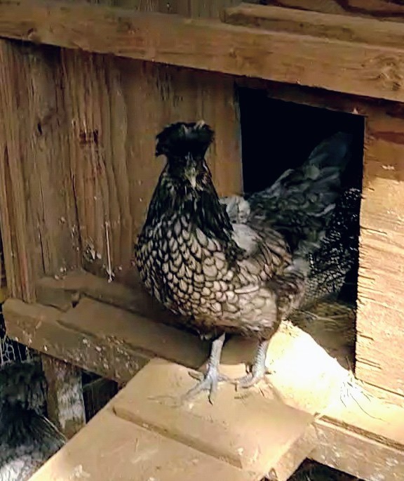 6 Fancy & Rare Breed Chicken Hatching Eggs