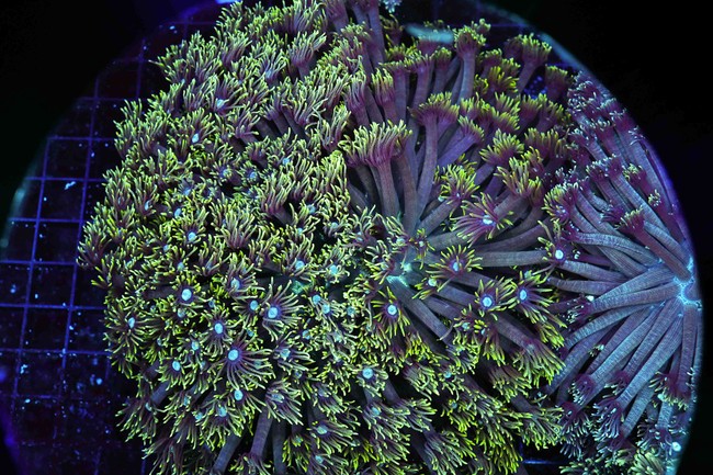 Green Goniopora Coral Colony WYSIWYG - SAQ Coral Farm