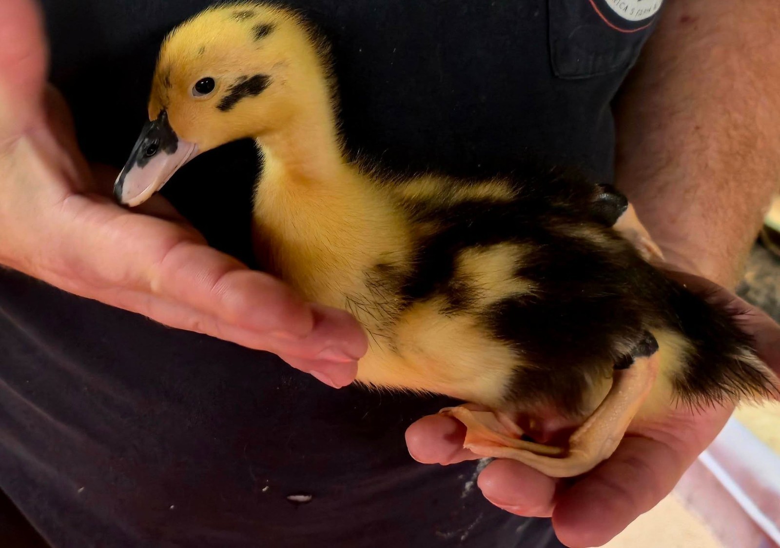 Half Dozen Ancona Duck Hatching Eggs-PA Shipping Only