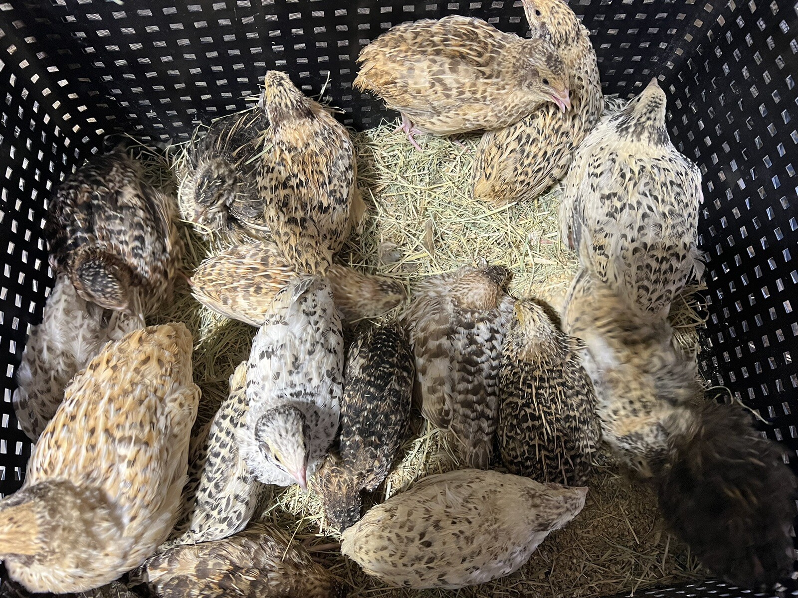 132 Jumbo Quail Hatching Eggs Rare Mix 11 Dozen