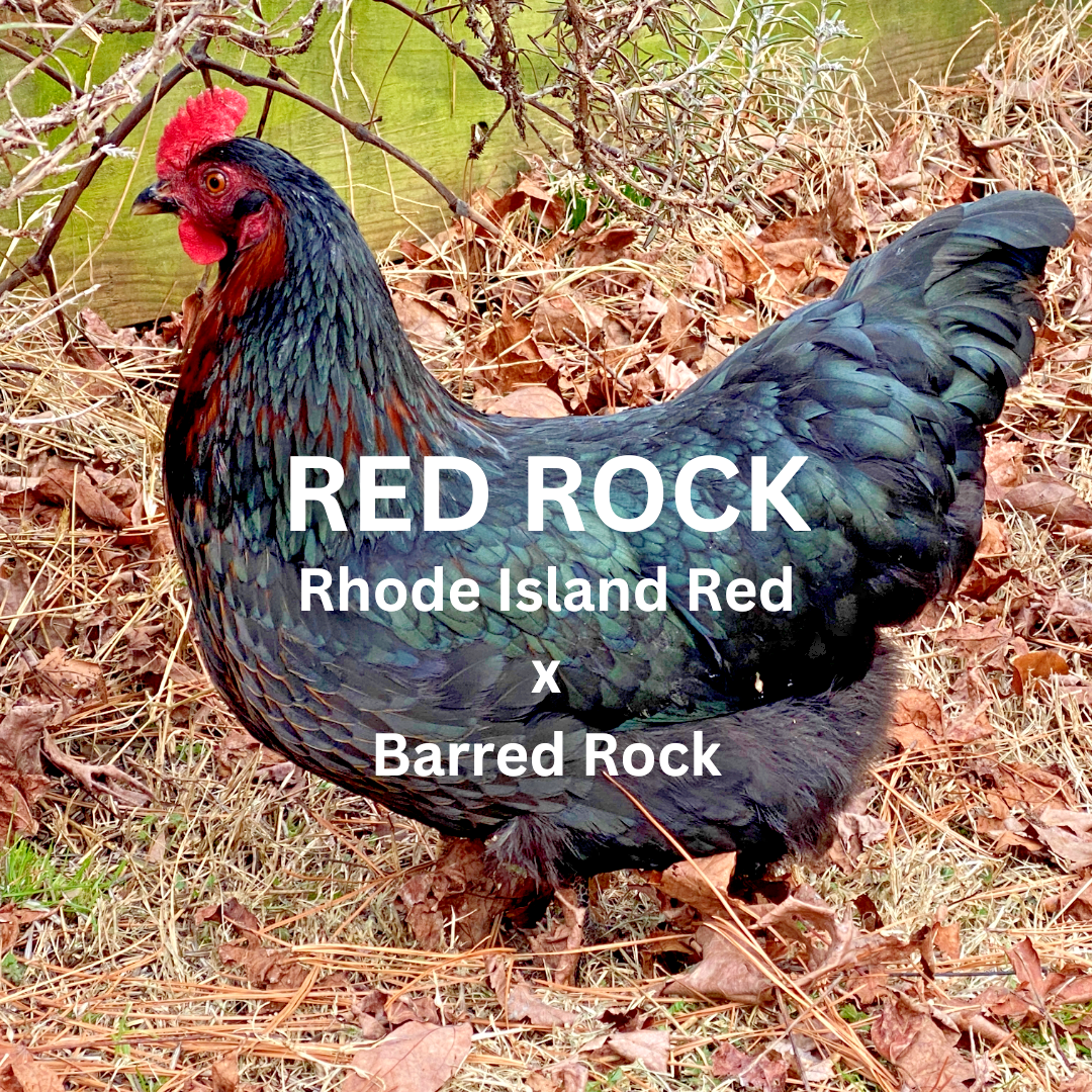 10 Custom Select Chicken Hatching Eggs - You Choose - See Description for Breeds