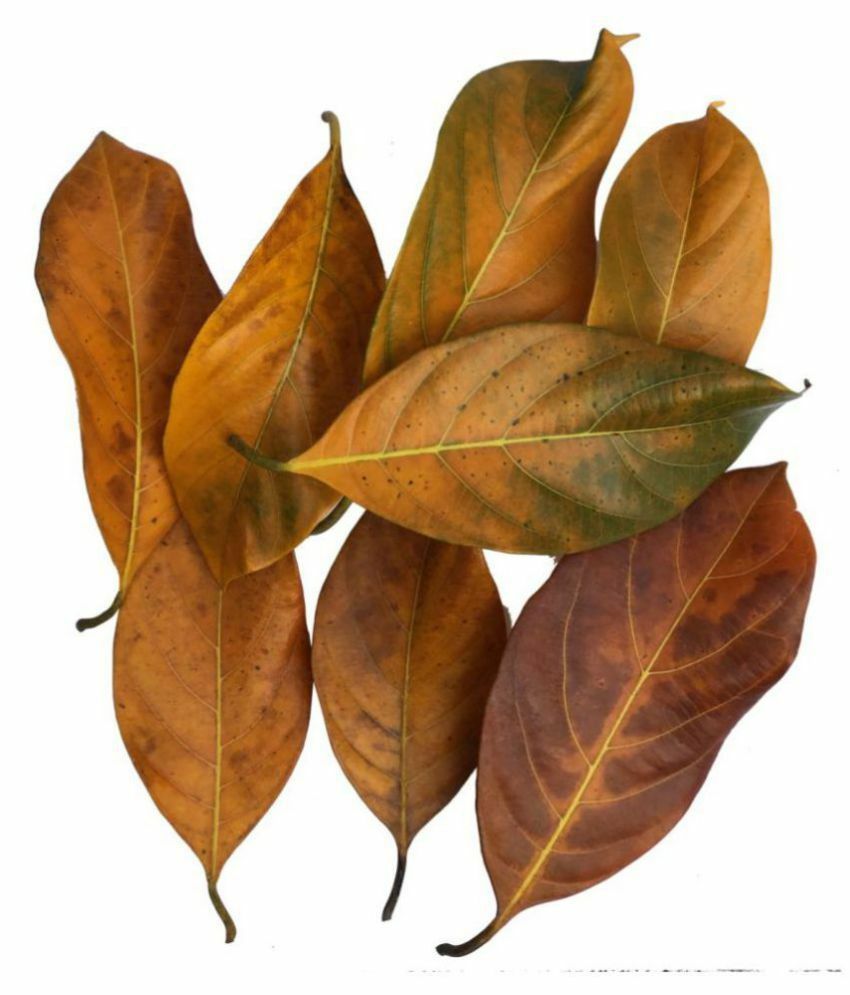 Natural Dried Jack Fruit 100Pcs Leaves Organic Bio Film Shrimp Aquarium Ceylon