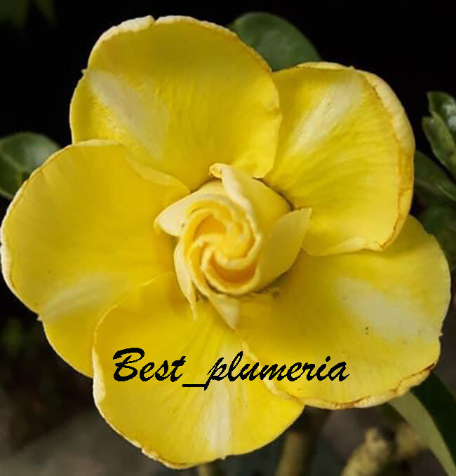 New! Adenium Obesum " Thongwin "  Fresh&Viable 200 Seeds!