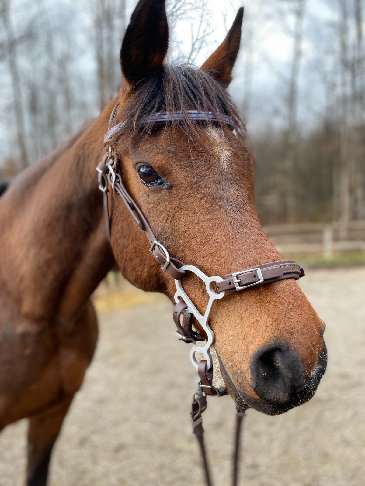 ** Highest Quality Aluminum "S" Hackamore Shanks