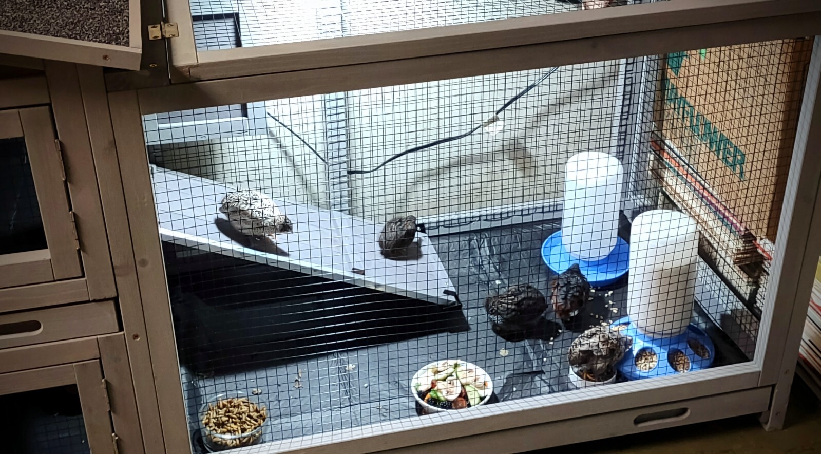 12 Fresh Organically Raised Button Quail Fertile Hatching Eggs Shipped Securely