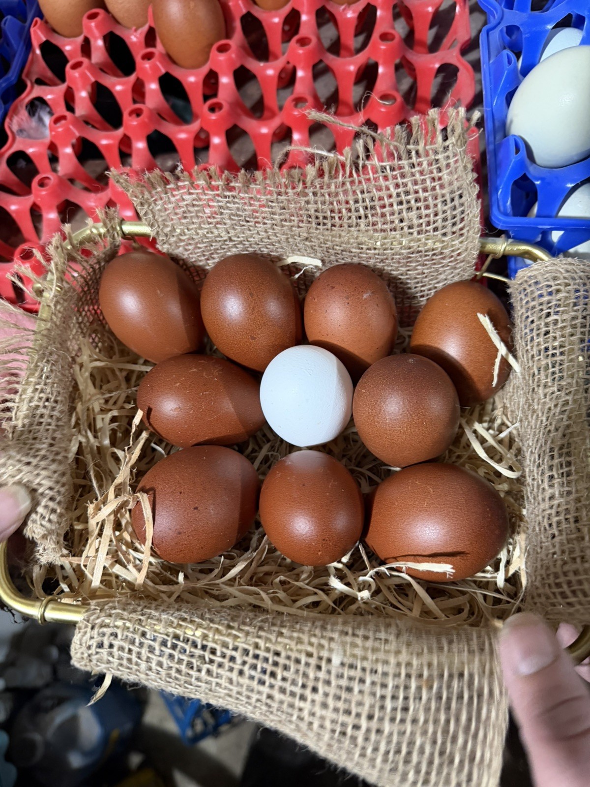 10++ NPIP Black Copper Maran Hatching Eggs - Read Description