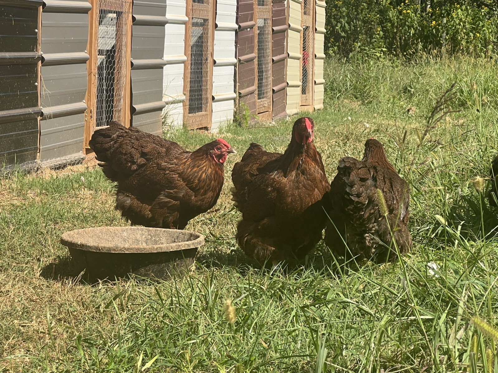 Assorted Large Fowl Hatching Eggs—Exhibition Line