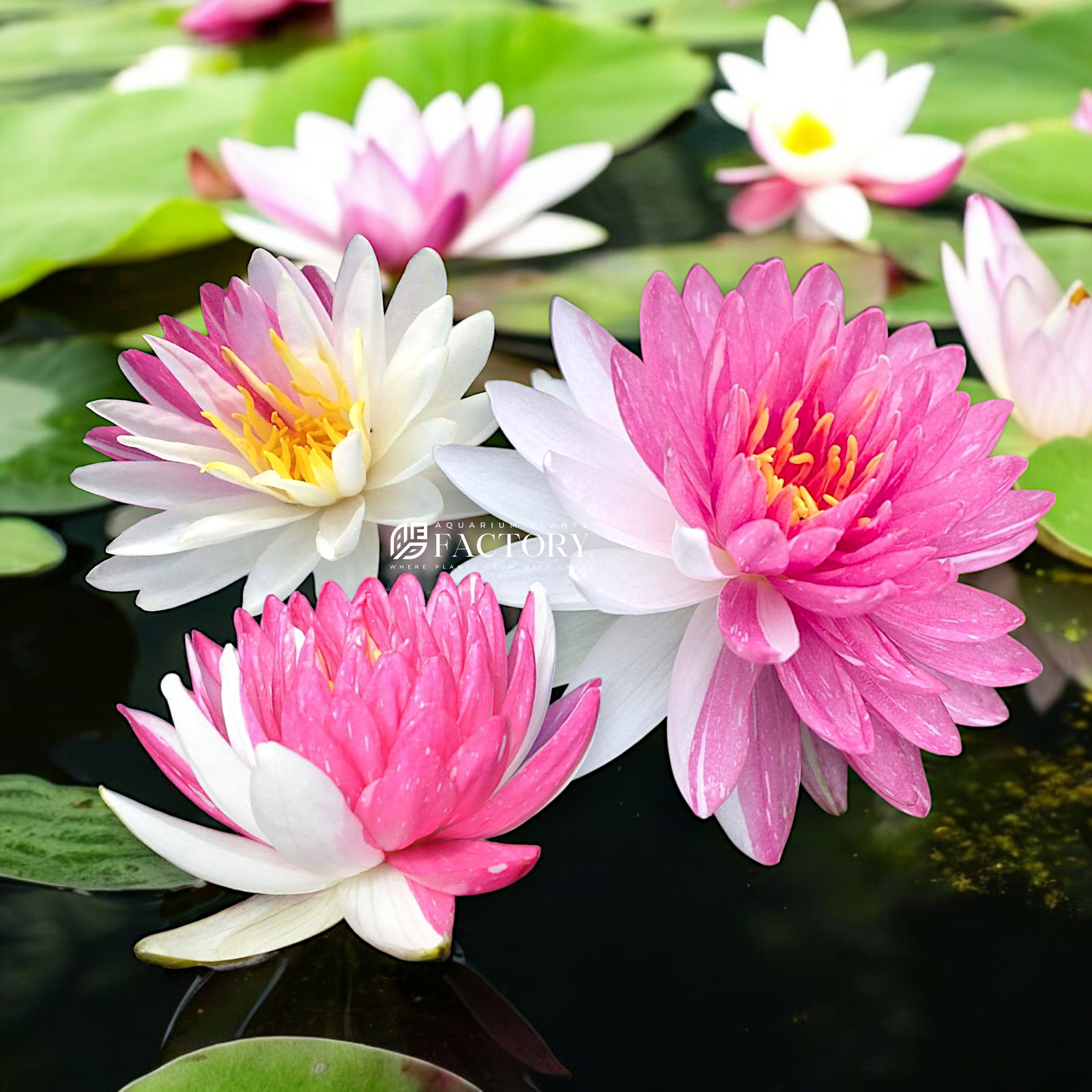 Nymphaea Jakkaphong | Aquarium Plants Factory®