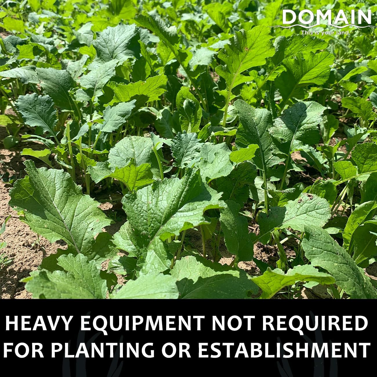 Outdoor Bombshell Food Plot Seed for Deer, 1/2 Acre, Designed to Handle the Toug
