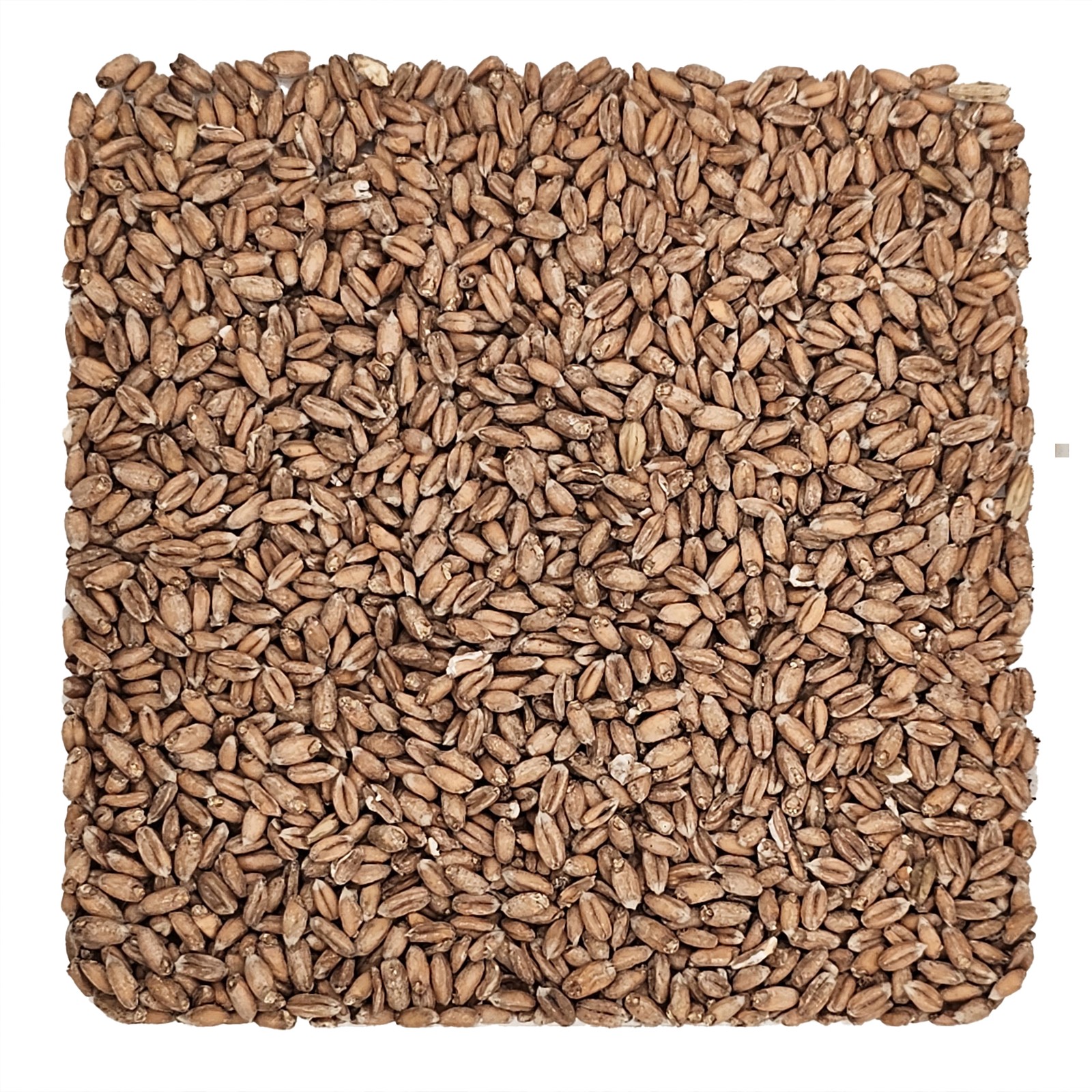 Home Brew Ohio Spelt Grain 1lb