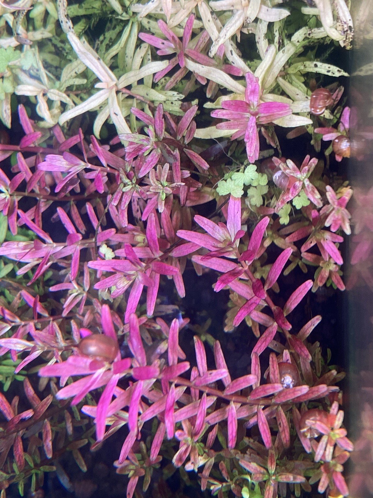 2 Bunches Monte Carlo Micranthemum carpet Low Tech aquarium (+Mystery Plant)