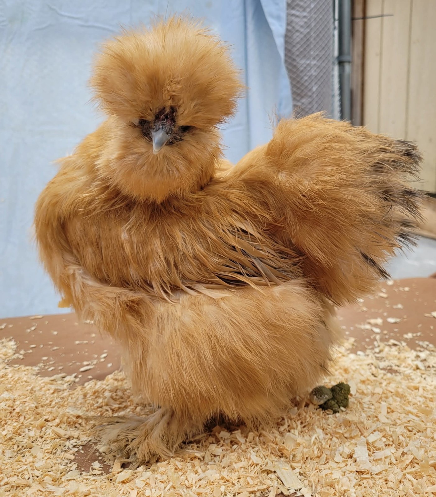 12 Silkie Hatching Eggs Npip