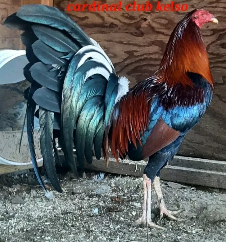 12 Chicken Hatching Eggs