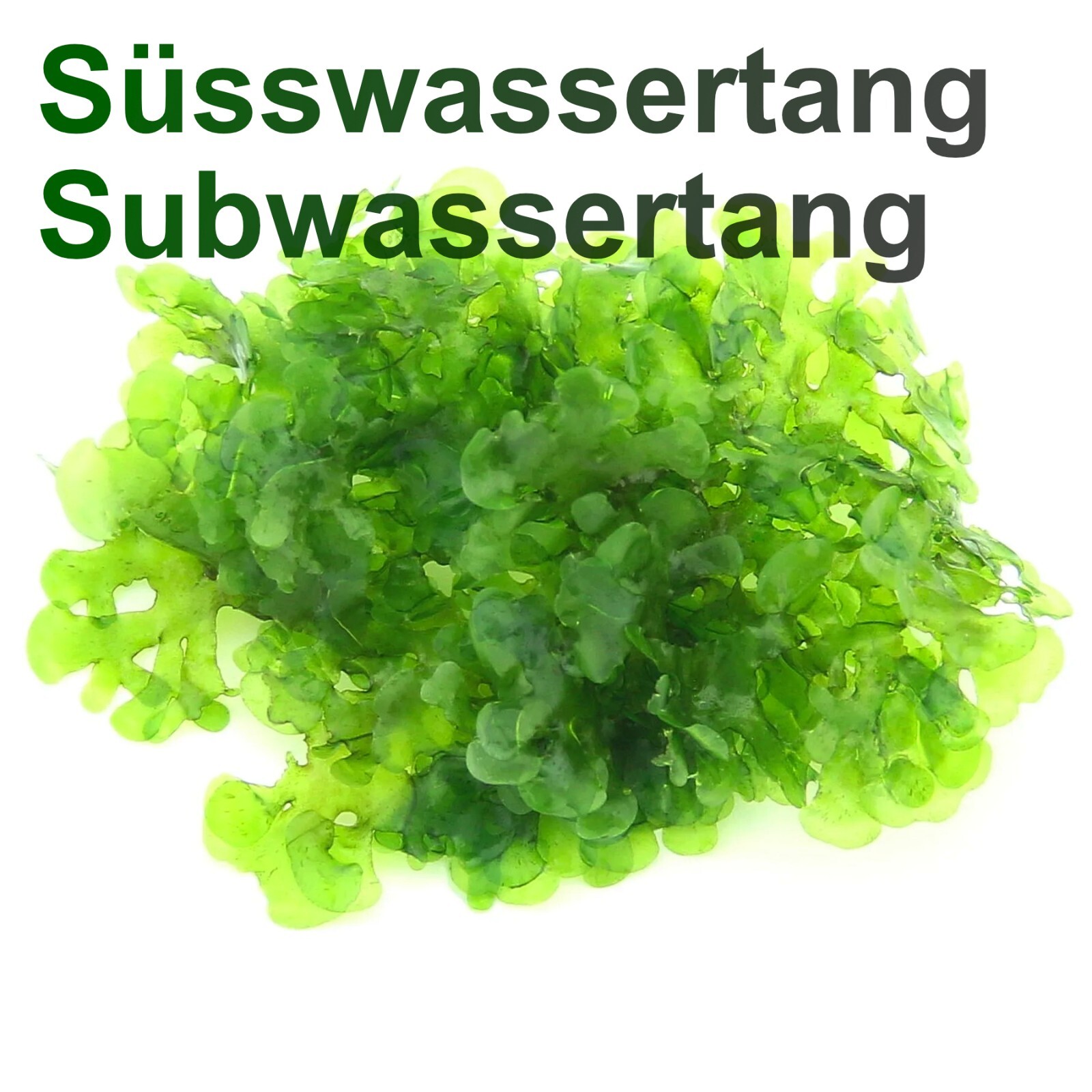 Pellia Moss, (Subwassertang Round),  Home Aquarium grown, Green and Healthy