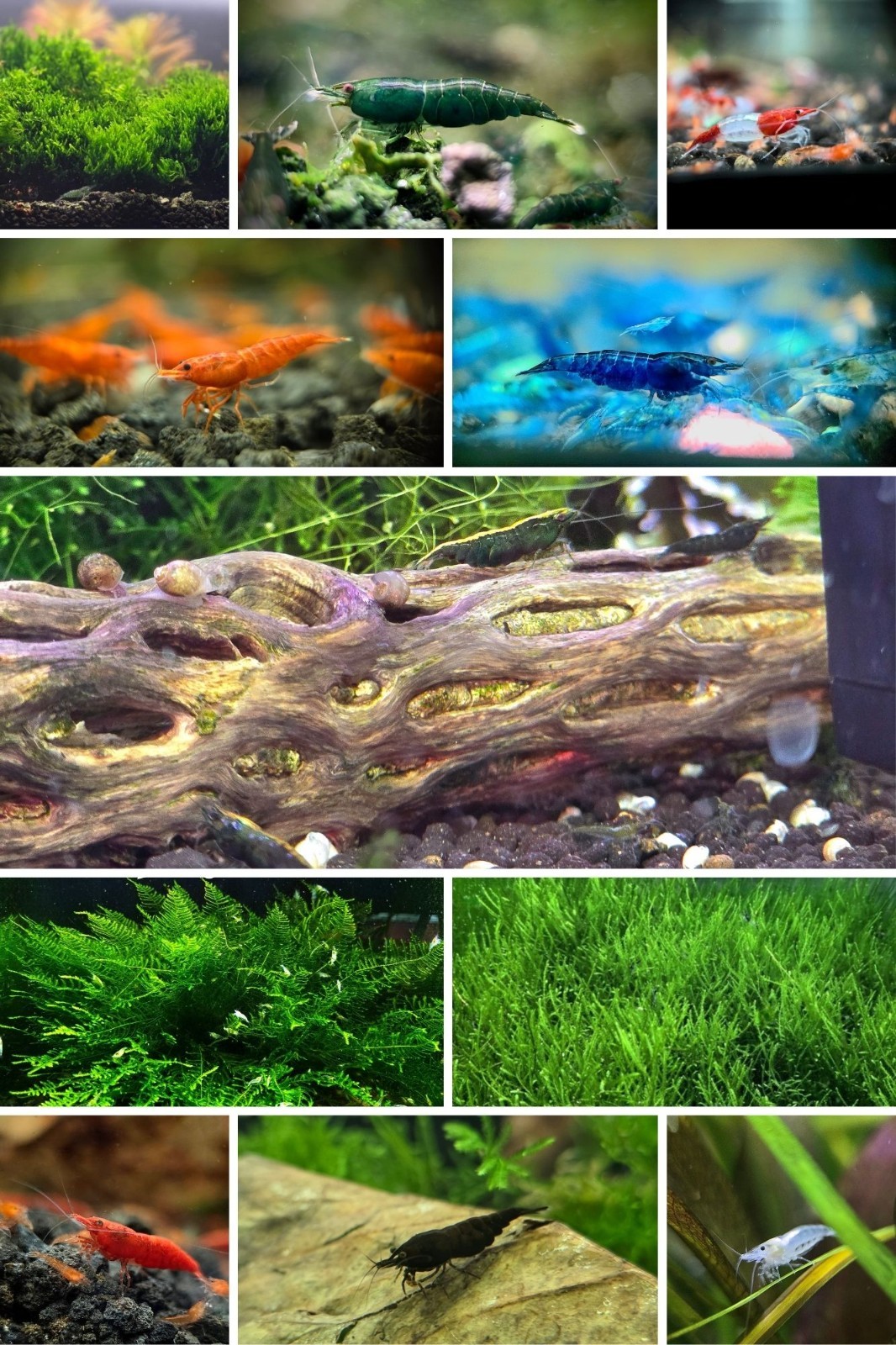 Shrimp Breeder Pack 10 +2 Live High Quality Neocaridina Shrimp Moss Cholla Wood