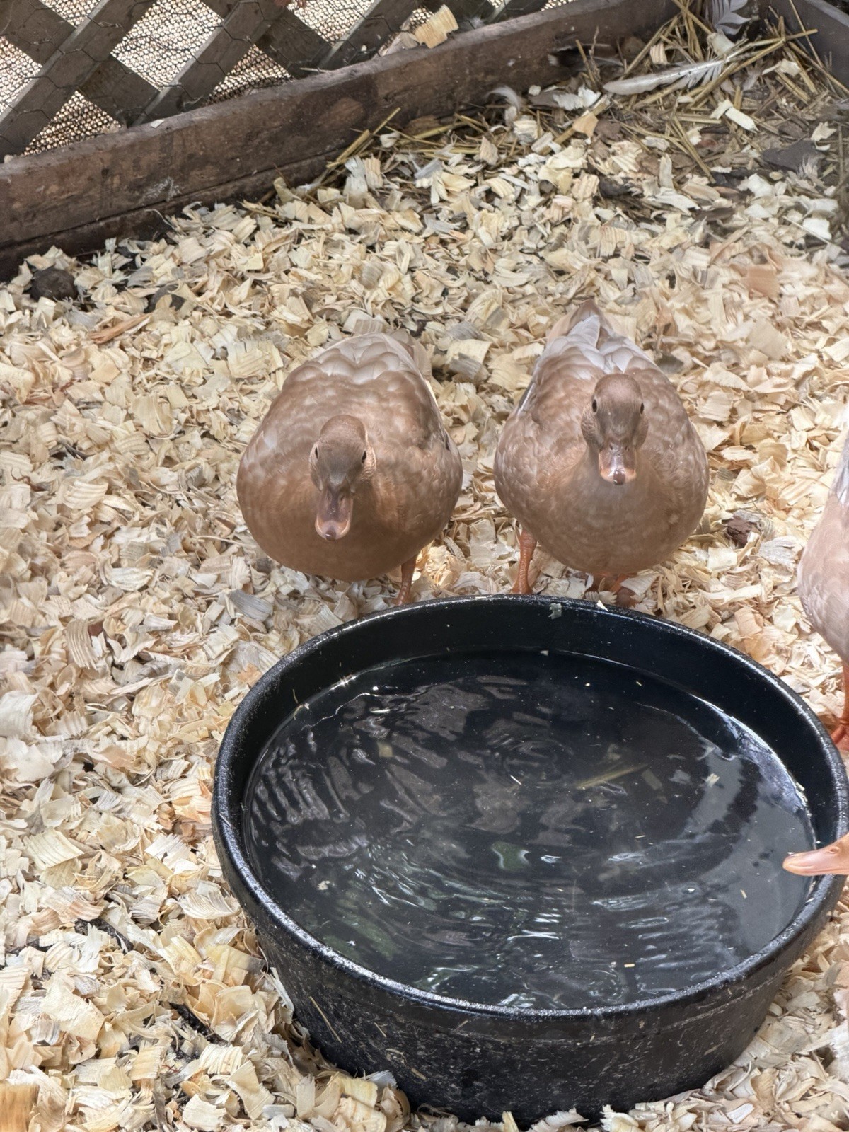 6 BUFF Call Duck Eggs- Shipped Fresh & Quickly With Care