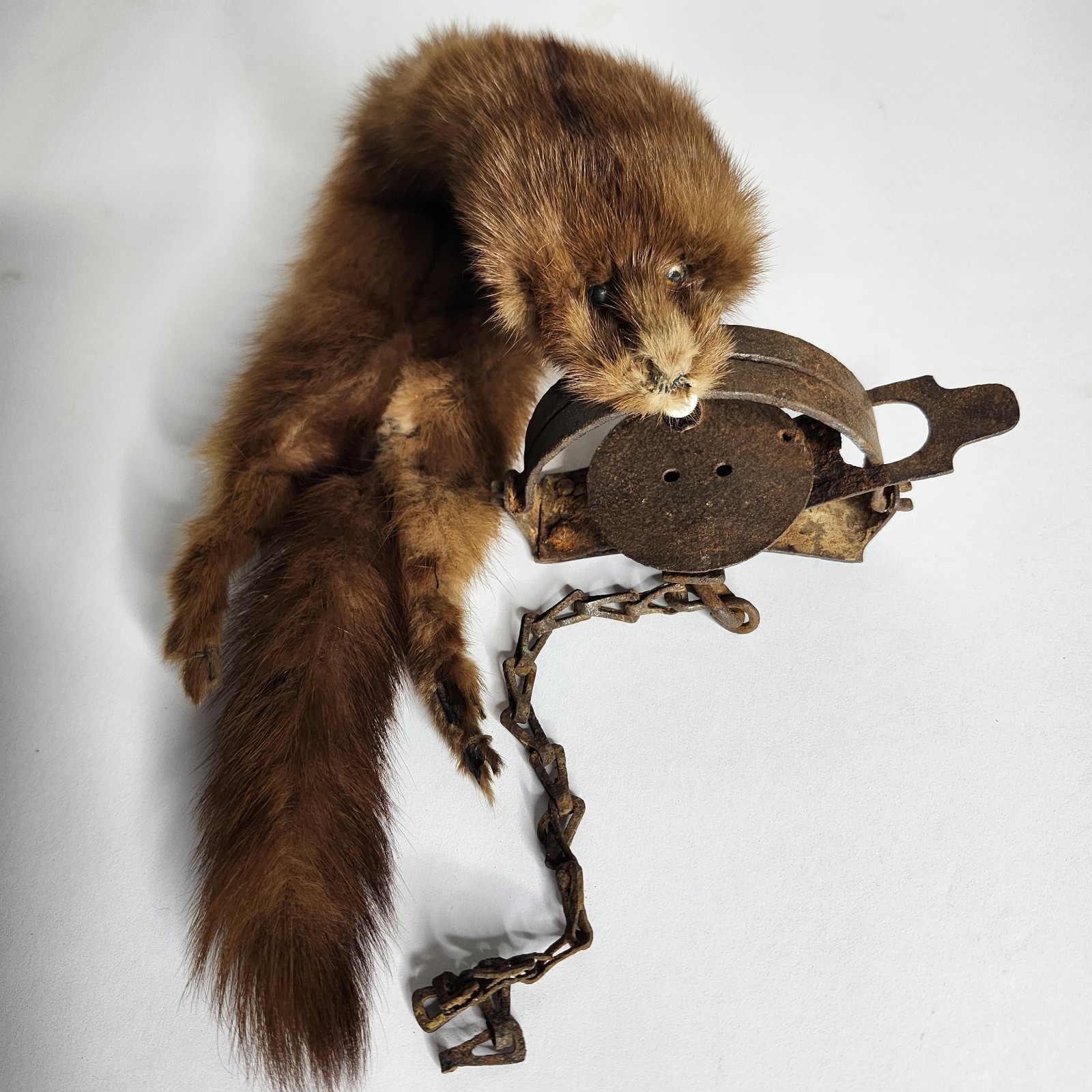 Vtg Steel Animal Foot Trap Coil Spring With Bit Of Chain + Vtg Fur Cabin Decor