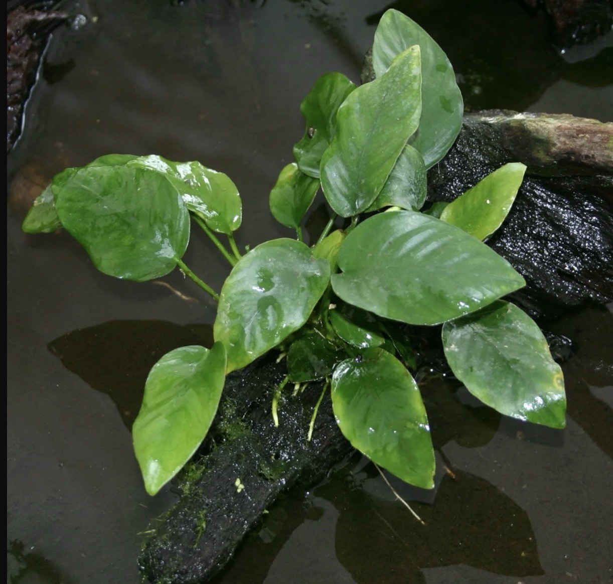 Anubias barteri var. 'nana' - Easy Live Aquarium Aquatic Plant Buy 2 Get 1 Free