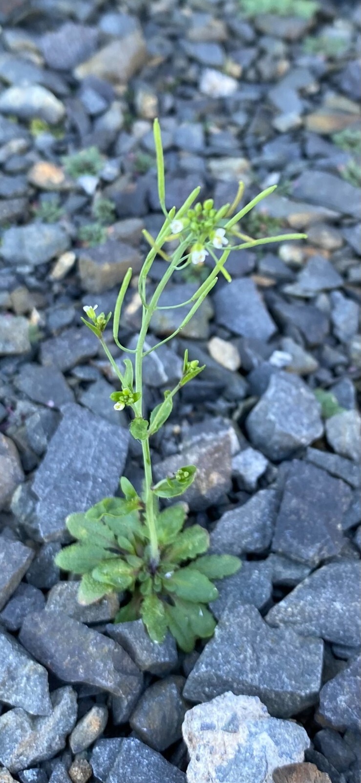 Arabidopsis thaliana - 50 seeds - Model organism for genetic studies