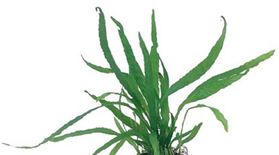 MICROSORIUM PTERROPUS NARROW ONE BUNDLE-Freshwater Aquatic Live Plants